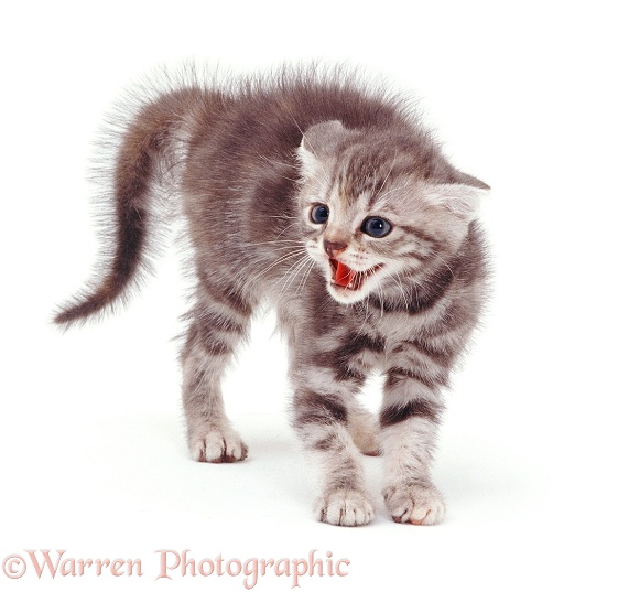 Tabby kitten in witch's cat display, white background