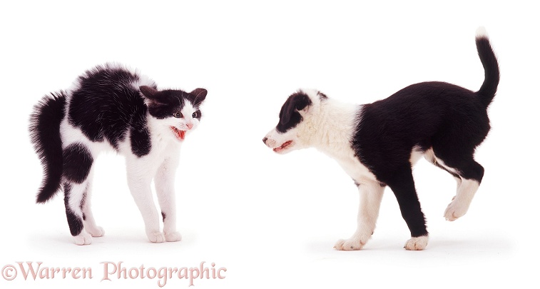 Black-and-white kitten and puppy meeting, white background