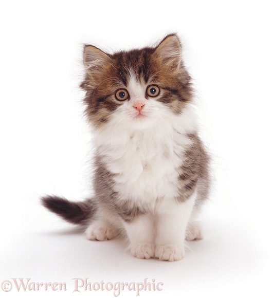 Brown Tabby-and-white Chinchilla-cross kitten, 8 weeks old, white background