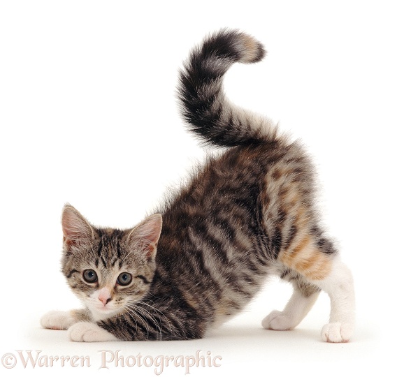 Striped tabby or mackerel tortoiseshell-tabby kitten pouncing, her tail making a '?', white background