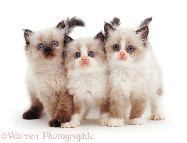Three Birman-cross kittens, white background