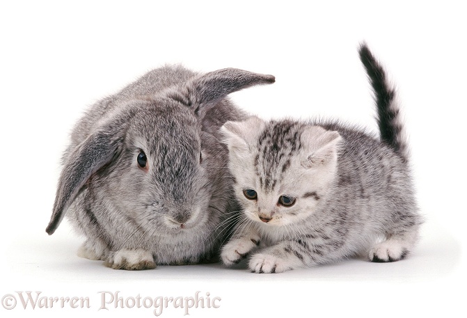 British Shorthair silver-spotted kitten, 8 weeks old, with silver Lop rabbit, white background