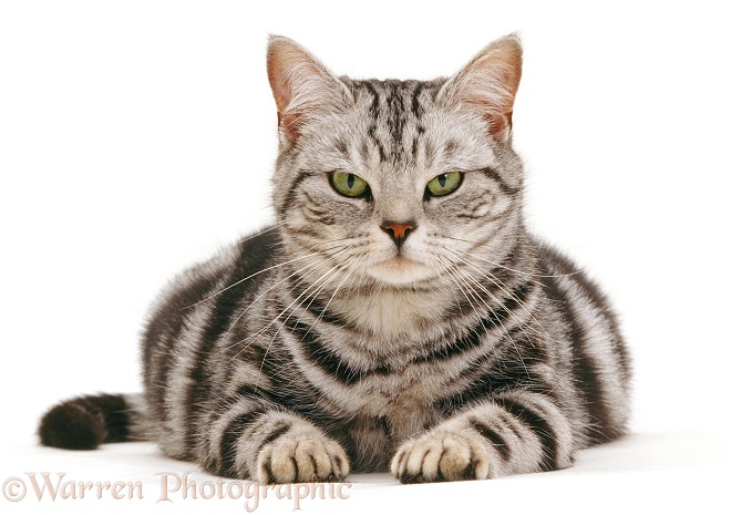 Silver tabby British Shorthair cat Zelda, pregnant, white background