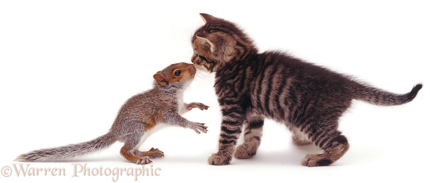 Baby Grey Squirrel and brown striped or mackerel tabby kitten, white background