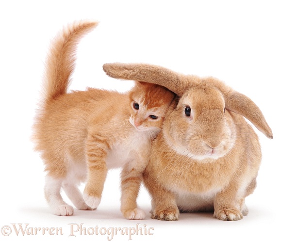 Ginger female kitten Sabrina rubbing against a young sandy lop rabbit, white background
