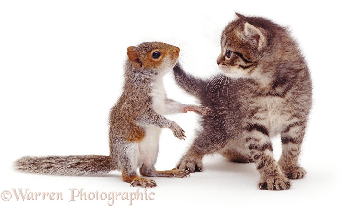 Baby Grey Squirrel and tabby kitten, white background