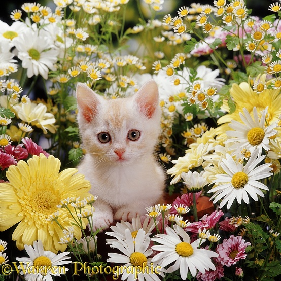 Cream 'Burmilla' kitten among cream, yellow, white and pink daisies and Feverfew