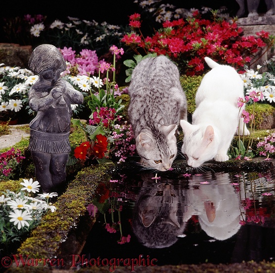 White and silver-spotted tabby cats drinking at a garden pond