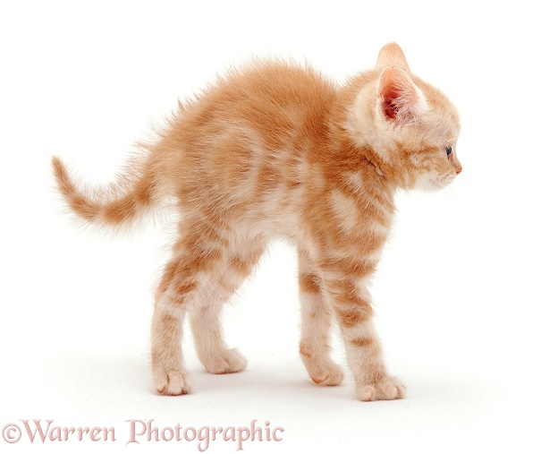 Ginger kitten in witch's cat display, white background