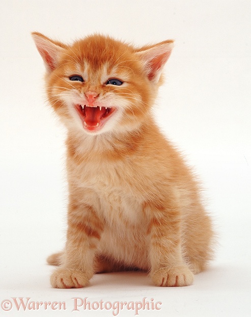 Ginger kitten miaowing, white background