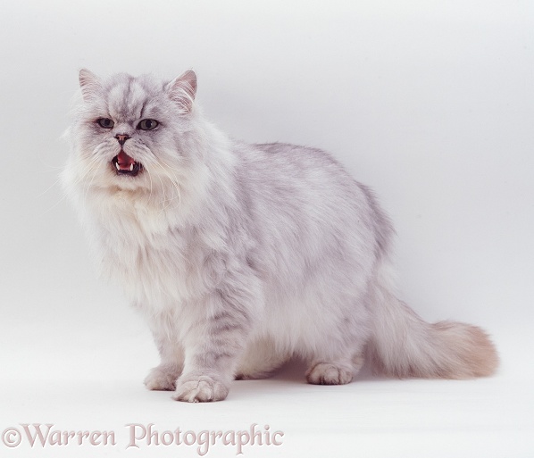 Silver tabby chinchilla Persian male cat, Cosmos, miaowing, white background