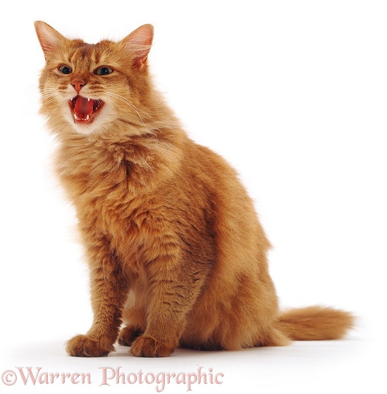 Chocolate Somali cat, Annie, miaowing, white background