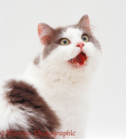 Cat miaowing, white background
