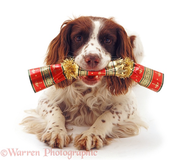 English Springer Spaniel dog, Rob, with Christmas cracker, white background