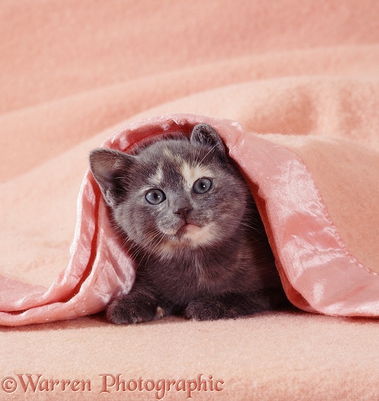 Blue-cream kitten under a pink blanket