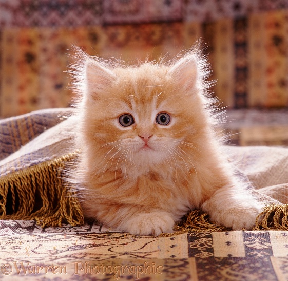 Portrait of red Persian-cross kitten, 8 weeks old, (Cosmos x Specs) playing under a fringed cover