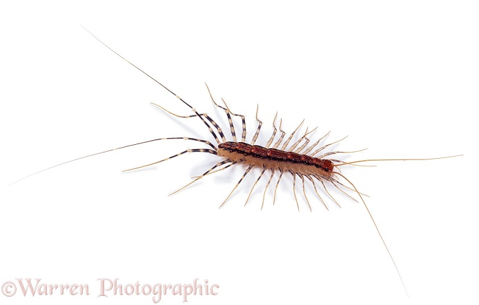 Cave centipede (unidentified).  West Australia, white background