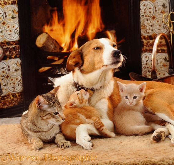 Tabby cat Dainty and her two kittens with Border Collie Fan in front of the fire