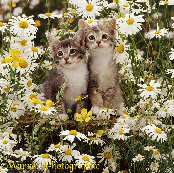 Burmese-cross kittens among ox-eye daisies and buttercups