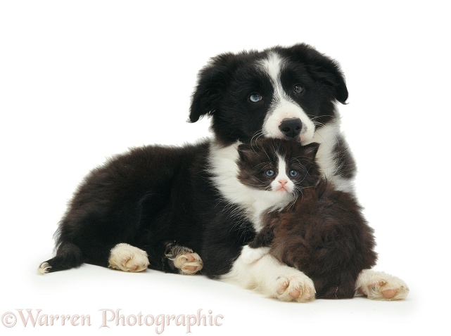 Black-and-white Border Collie and kitten, white background