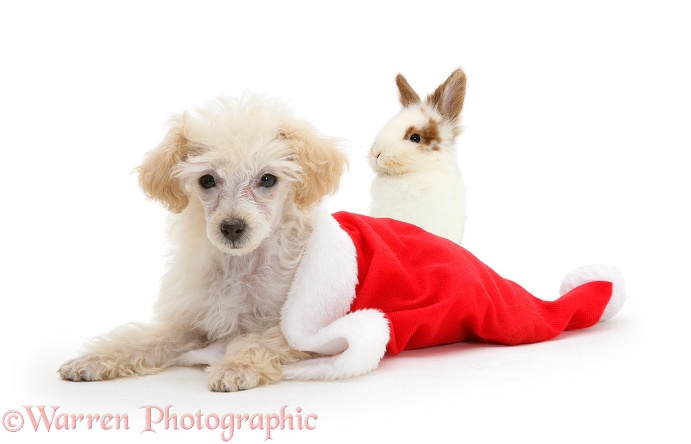 Poodle lying in a Father Christmas hat with young rabbit, white background