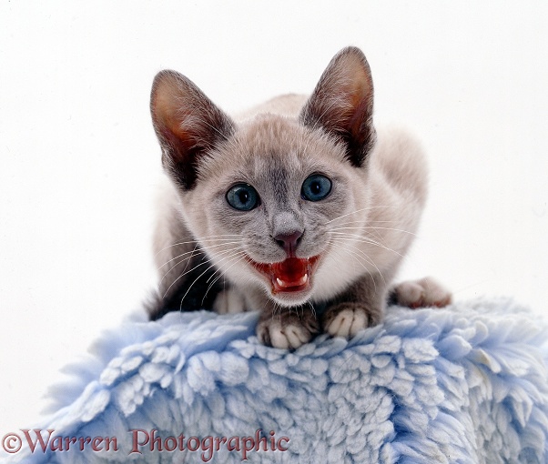 Lilac Tonkinese catten miaowing/talking to a person, white background