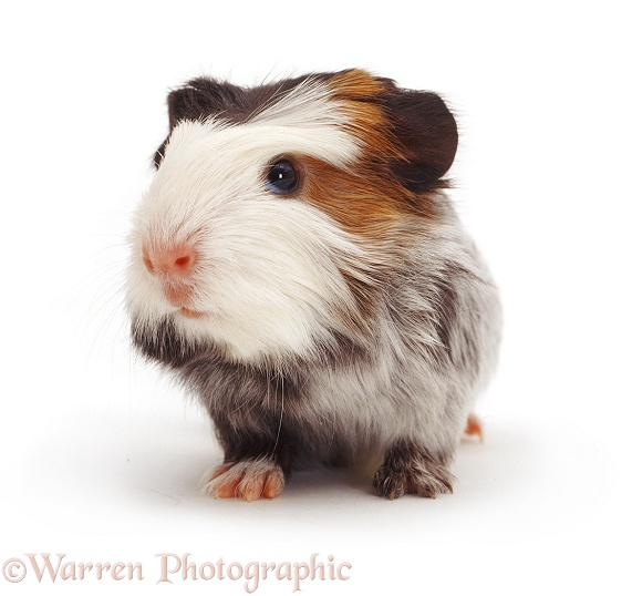 Baby Guinea pig, white background