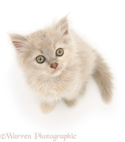 Lilac-tortoiseshell Persian-cross Thomasina kitten looking up, white background