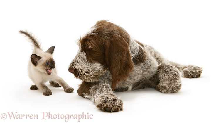 Siamese kitten alarmed by Brown Roan Spinone pup Wilson, 12 weeks old, white background