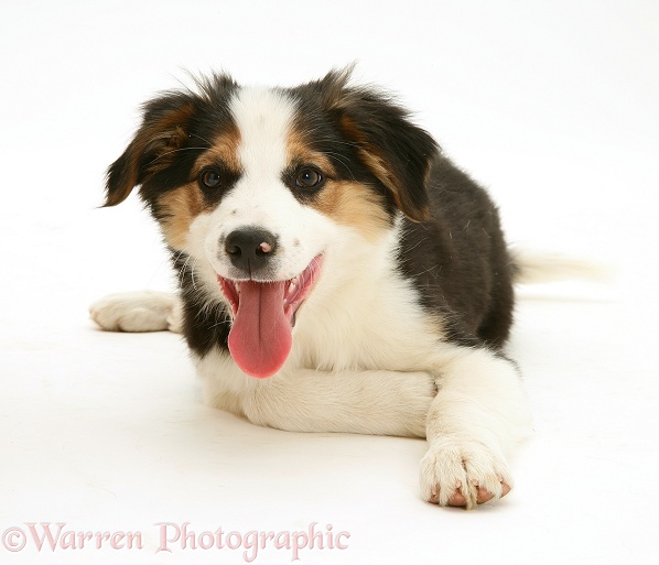 Tricolour Border Collie pup Barker lying head up, panting, white background