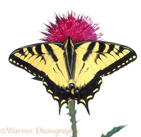 Tiger Swallowtail Butterfly (Papilio glaucus) on Musk Thistle, white background