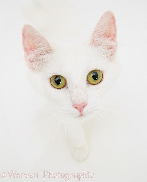 Portrait of white semi-longhaired cat May, white background