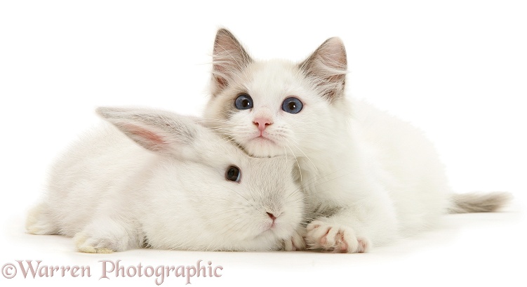Colour-point lop rabbit baby with Lilac Ragdoll kitten, white background