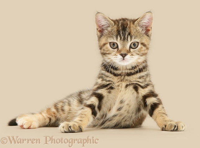 British Shorthair tabby-tortoiseshell kitten, Tiger Lily, white background