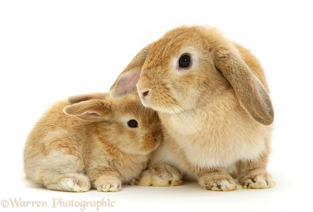 Sandy Lop doe rabbit and baby, white background