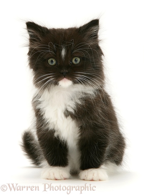 Black-and-white Persian-cross kitten, white background