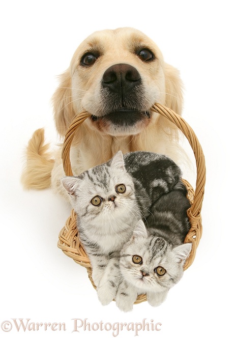 Golden Retriever bitch Lola with silver Exotic kittens in a basket, white background