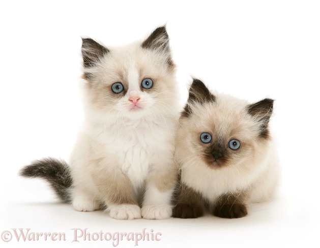 Birman-cross kittens, white background