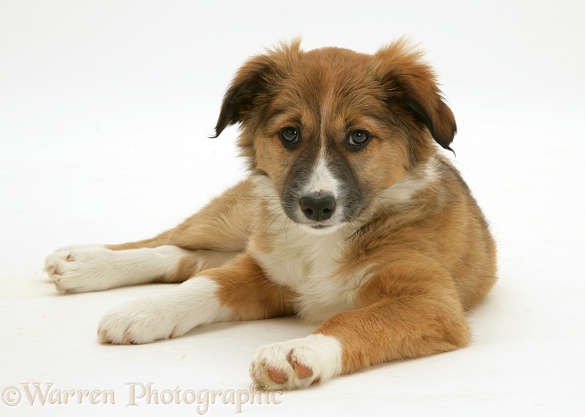 Sable Border Collie pup lying head up, white background