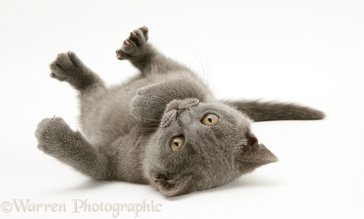 British Shorthair blue kitten, Taz, 7 weeks old, rolling on his back, white background