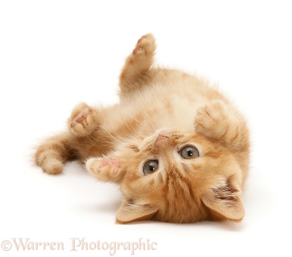 Ginger kitten rolling on its back, white background