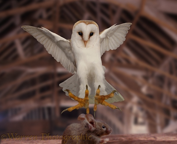Barn Owl (Tyto alba) homing in on a House Mouse (Mus musculus).  Worldwide