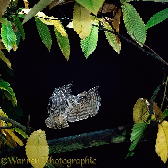 Little Owl (Athene noctua) alighting.  Europe, Asia