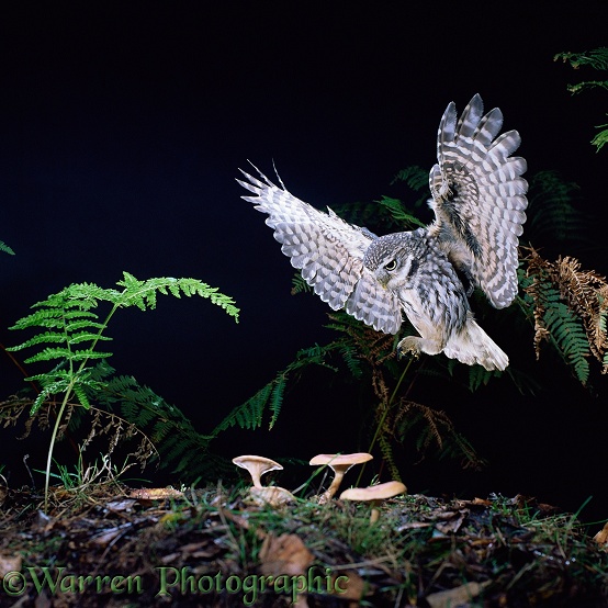 Little Owl (Athene noctua) alighting.  Europe & Asia