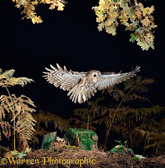 Tawny Owl (Strix aluco) in flight.  Europe & Asia