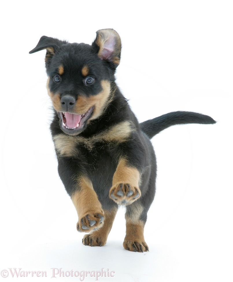 Rottweiler pup bounding, white background