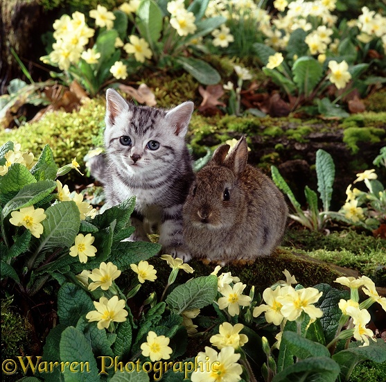 Silver tabby kitten and baby wild rabbit among primroses