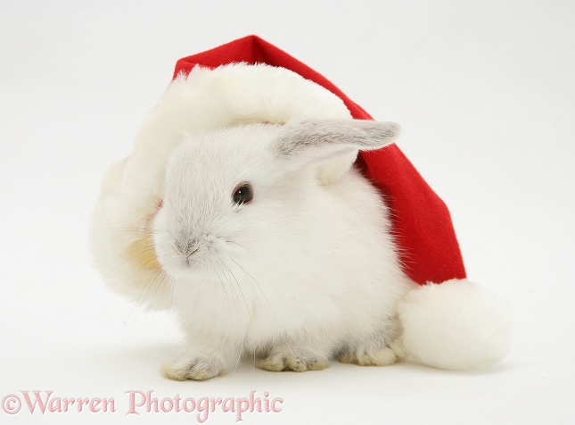 White baby rabbit in a Santa hat, white background