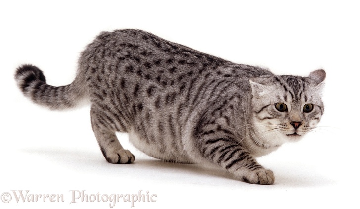 Silver spotted male cat Arum, 6 months old, in aggressive posture, white background