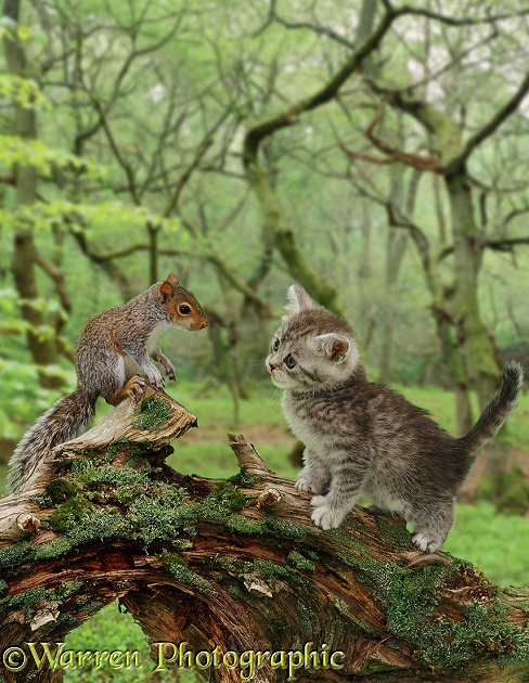 Squirrel and kitten in the woods